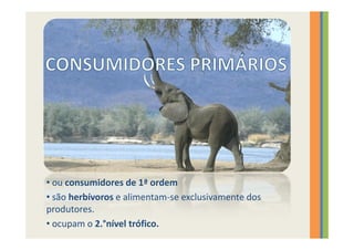 • ou consumidores de 1ª ordem
• são herbívoros e alimentam-se exclusivamente dos
produtores.
• ocupam o 2.°nível trófico.
 