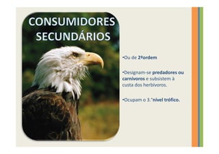 •Ou de 2ªordem

•Designam-se predadores ou
carnívoros e subsistem à
custa dos herbívoros.

•Ocupam o 3.°nível trófico.
 