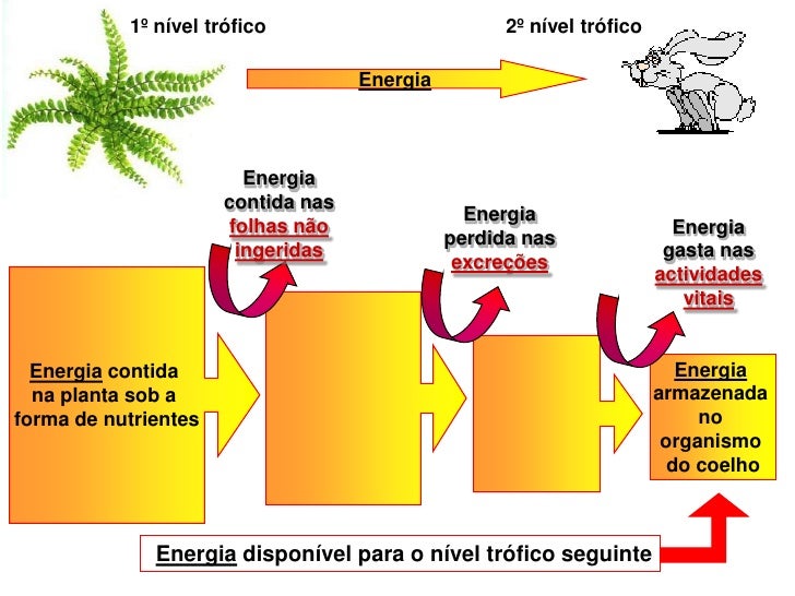 Em Relação Ao Fluxo De Energia Na Biosfera Considere Que