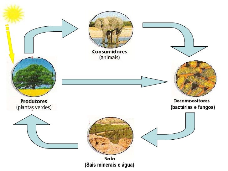 Fluxo de Energia e Ciclo de matéria; Sucessões Ecológicas;