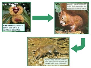 Castanheiro – Produzo
ramos com folhas e
apetitosas castanhas.

 