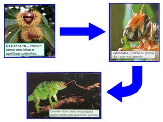 Castanheiro – Produzo
ramos com folhas e
apetitosas castanhas.

 