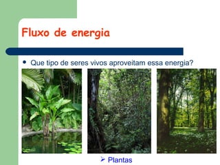 Fluxo de energia


Que tipo de seres vivos aproveitam essa energia?

 Plantas

 