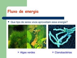 Fluxo de energia


Que tipo de seres vivos aproveitam essa energia?

 Algas verdes

 Cianobactérias

 