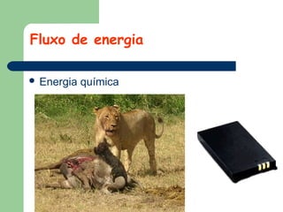 Fluxo de energia
 Energia

química

 