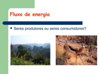 Fluxo de energia
 Seres

produtores ou seres consumidores?

 