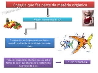 Energia que faz parte da matéria orgânica Provém inicialmente do SOL É transferida ao longo dos ecossistemas, quando o alimento passa através dos seres vivos Todos os organismos libertam energia sob a forma de calor, que abandona o ecossistema não voltando a ele FLUXO DE ENERGIA 