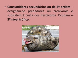 Consumidores secundários ou de 2ª ordem  – designam-se predadores ou carnívoros e subsistem à custa dos herbívoros. Ocupam o  3º nível trófico .  