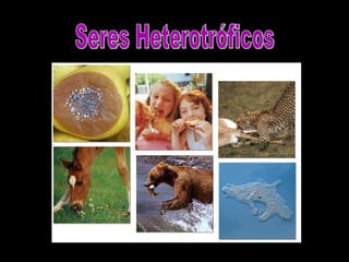 Seres Heterotróficos 
