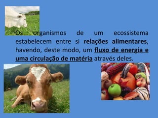 Os organismos de um ecossistema estabelecem entre si  relações alimentares , havendo, deste modo, um  fluxo de energia e uma circulação de matéria  através deles.  