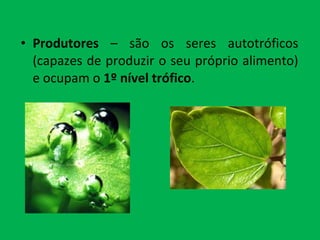 Produtores  – são os seres autotróficos (capazes de produzir o seu próprio alimento) e ocupam o  1º nível trófico . 