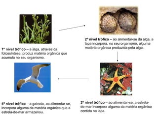 1º nível trófico  – a alga, através da fotossíntese, produz matéria orgânica que acumula no seu organismo. 2º nível trófico  – ao alimentar-se da alga, a lapa incorpora, no seu organismo, alguma matéria orgânica produzida pela alga.  3º nível trófico  – ao alimentar-se, a estrela-do-mar incorpora alguma da matéria orgânica contida na lapa. 4º nível trófico  – a gaivota, ao alimentar-se, incorpora alguma da matéria orgânica que a estrela-do-mar armazenou. 
