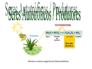 Plantas e outros organismos fotossintéticos Seres Autotróficos / Produtores 