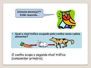O coelho ocupa o segundo nível trófico (consumidor primário).,[object Object]