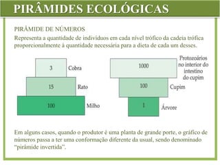 PIRÂMIDES ECOLÓGICAS
PIRÂMIDE DE NÚMEROS
Representa a quantidade de indivíduos em cada nível trófico da cadeia trófica
proporcionalmente à quantidade necessária para a dieta de cada um desses.
Em alguns casos, quando o produtor é uma planta de grande porte, o gráfico de
números passa a ter uma conformação diferente da usual, sendo denominado
“pirâmide invertida”.
 