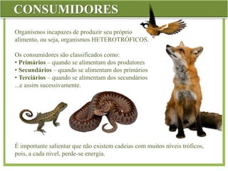 CONSUMIDORES
Organismos incapazes de produzir seu próprio
alimento, ou seja, organismos HETEROTRÓFICOS.
Os consumidores são classificados como:
• Primários – quando se alimentam dos produtores
• Secundários – quando se alimentam dos primários
• Terciários – quando se alimentam dos secundários
...e assim sucessivamente.
É importante salientar que não existem cadeias com muitos níveis tróficos,
pois, a cada nível, perde-se energia.
 