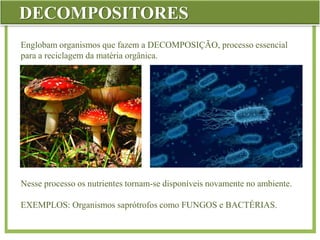 DECOMPOSITORES
Englobam organismos que fazem a DECOMPOSIÇÃO, processo essencial
para a reciclagem da matéria orgânica.
Nesse processo os nutrientes tornam-se disponíveis novamente no ambiente.
EXEMPLOS: Organismos saprótrofos como FUNGOS e BACTÉRIAS.
 