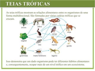 TEIAS TRÓFICAS
As teias tróficas mostram as relações alimentares entre os organismos de uma
forma multidirecional. São formadas por várias cadeias tróficas que se
cruzam.
Isso demonstra que um dado organismo pode ter diferentes hábitos alimentares
e, consequentemente, ocupar mais de um nível trófico em um ecossistema.
 