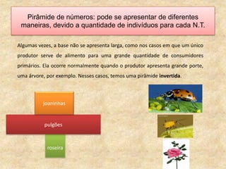 Pirâmide de números: pode se apresentar de diferentes
maneiras, devido a quantidade de indivíduos para cada N.T.
Algumas vezes, a base não se apresenta larga, como nos casos em que um único
produtor serve de alimento para uma grande quantidade de consumidores
primários. Ela ocorre normalmente quando o produtor apresenta grande porte,
uma árvore, por exemplo. Nesses casos, temos uma pirâmide invertida.
joaninhas
pulgões
roseira
 