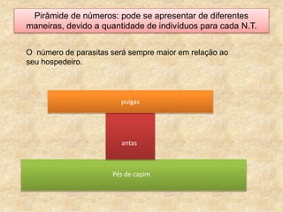 Pirâmide de números: pode se apresentar de diferentes
maneiras, devido a quantidade de indivíduos para cada N.T.
O número de parasitas será sempre maior em relação ao
seu hospedeiro.
pulgas
Pés de capim
antas
 