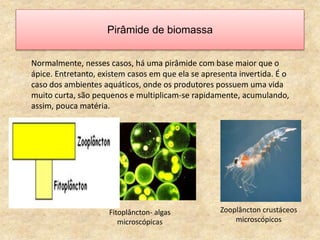 Normalmente, nesses casos, há uma pirâmide com base maior que o
ápice. Entretanto, existem casos em que ela se apresenta invertida. É o
caso dos ambientes aquáticos, onde os produtores possuem uma vida
muito curta, são pequenos e multiplicam-se rapidamente, acumulando,
assim, pouca matéria.
Pirâmide de biomassa
Fitoplâncton- algas
microscópicas
Zooplâncton crustáceos
microscópicos
 