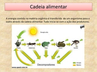 Cadeia alimentar
A energia contida na matéria orgânica é transferida de um organismo para o
outro através da cadeia alimentar. Tudo inicia-se com a ação dos produtores.
 