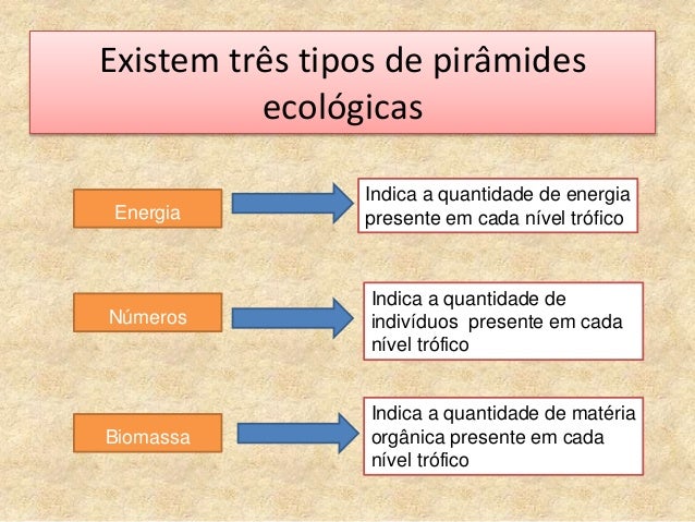 Fluxo de energia e pirâmides ecológicas