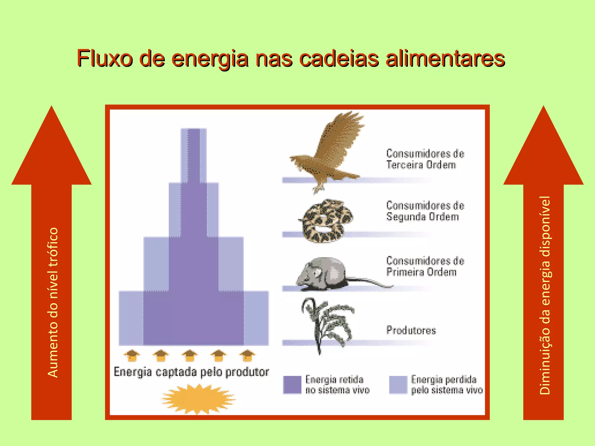 Fluxo de matéria e de energia nos ecossistemas | PPT
