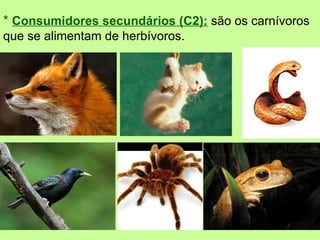 * Consumidores secundários (C2): são os carnívoros
que se alimentam de herbívoros.
 