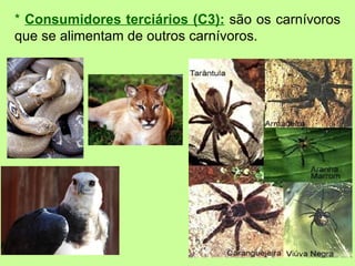 * Consumidores terciários (C3): são os carnívoros
que se alimentam de outros carnívoros.
 