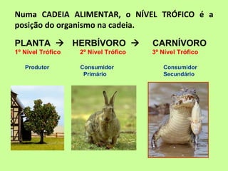 Numa CADEIA ALIMENTAR, o NÍVEL TRÓFICO é a
posição do organismo na cadeia.

PLANTA  HERBÍVORO                   CARNÍVORO
1º Nível Trófico   2º Nível Trófico   3º Nível Trófico

   Produtor        Consumidor            Consumidor
                    Primário             Secundário
 