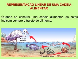 REPRESENTAÇÃO LINEAR DE UMA CADEIA
              ALIMENTAR

Quando se constrói uma cadeia alimentar, as setas
indicam sempre o trajeto do alimento.
 