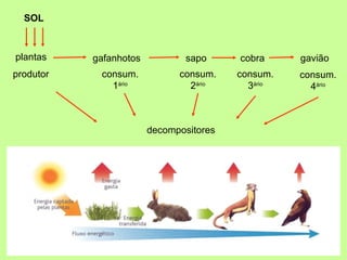 SOL



plantas    gafanhotos          sapo      cobra     gavião
produtor    consum.           consum.    consum.   consum.
              1ário             2ário      3ário     4ário



                        decompositores
 