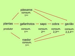 pássaros
            consum.
              1ário


plantas    gafanhotos    sapo     cobra      gavião
produtor   consum.      consum.   consum.    consum.
             1ário        2ário    2,3ário    2,3,4ário


            roedor
            consum.
              1ário
 