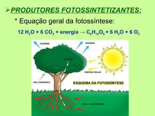PRODUTORES FOTOSSINTETIZANTES:
  * Equação geral da fotossíntese:
  12 H2O + 6 CO2 + energia → C6H12O6 + 6 H2O + 6 O2
 