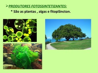 PRODUTORES FOTOSSINTETIZANTES:
  * São as plantas , algas e fitoplâncton.
 