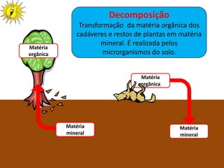 Decomposição
               Transformação da matéria orgânica dos
              cadáveres e restos de plantas em matéria
                      mineral. É realizada pelos
Matéria
orgânica               microrganismos do solo.


                                                Matéria
                                                orgânica




           Matéria                                         Matéria
           mineral                                         mineral



                     Ciências Naturais 8º ano
 