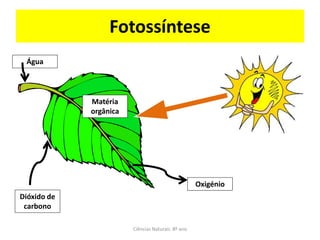 Fotossíntese
 Água




             Matéria
             orgânica




                                                   Oxigénio
Dióxido de
 carbono

                        Ciências Naturais 8º ano
 