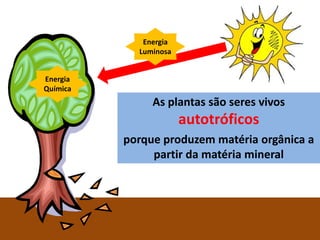 Energia
             Luminosa


Energia
Química
                   As plantas são seres vivos
                               autotróficos
          porque produzem matéria orgânica a
               partir da matéria mineral




           Ciências Naturais 8º ano
 