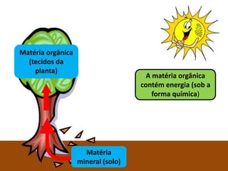 Matéria orgânica
  (tecidos da
    planta)
                                              A matéria orgânica
                                            contém energia (sob a
                                                forma química)




                     Matéria
                   mineral (solo) 8º ano
                        Ciências Naturais
 