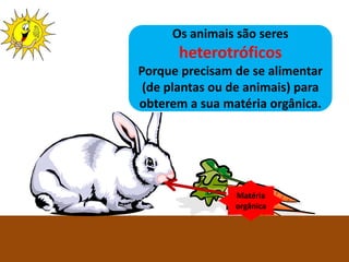 Os animais são seres
              heterotróficos
Porque precisam de se alimentar
 (de plantas ou de animais) para
obterem a sua matéria orgânica.




                            Matéria
                            orgânica



 Ciências Naturais 8º ano
 