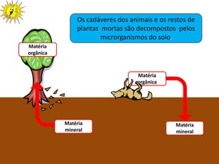 Os cadáveres dos animais e os restos de
               plantas mortas são decompostos pelos
                       microrganismos do solo.
Matéria
orgânica



                                                Matéria
                                                orgânica




           Matéria                                         Matéria
           mineral                                         mineral



                     Ciências Naturais 8º ano
 