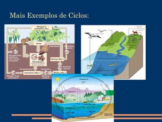 Pirâmides Ecológicas Um exemplo de Pirâmide de Energia  