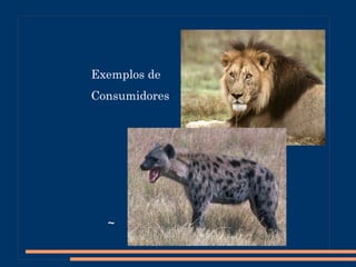 Teia ou rede alimentar é um conjunto de cadeias alimentares interconectadas, geralmente representado como um diagrama das relações entre os diversos organismos de um ecossistema. 