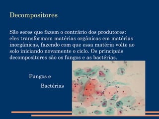 Cadeia  Alimentar Teia alimentar  