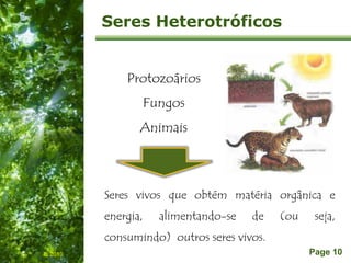 Free Powerpoint Templates
Page 10
Seres Heterotróficos
Protozoários
Fungos
Animais
IL 2010
Seres vivos que obtém matéria orgânica e
energia, alimentando-se de (ou seja,
consumindo) outros seres vivos.
 