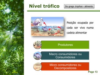 Free Powerpoint Templates
Page 13
Nível trófico
IL 2010
Posição ocupada por
cada ser vivo numa
cadeia alimentar
Do grego trophos - alimento
Produtores
Macro consumidores ou
Consumidores
Micro consumidores ou
Decompositores
 