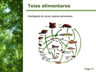 Free Powerpoint Templates
Page 17
Teias alimentares
IL 2010
Interligação de várias cadeias alimentares
 