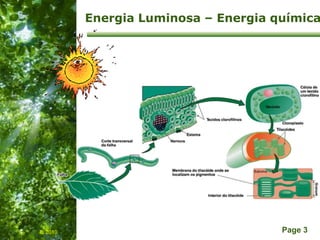 Free Powerpoint Templates
Page 3
Energia Luminosa – Energia química
IL 2010
 