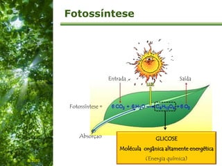 Free Powerpoint Templates
Page 5
Absorção
Entrada Saída
Fotossíntese =
Fotossíntese
GLICOSE
Molécula orgânica altamente energética
(Energia química)IL 2010
 
